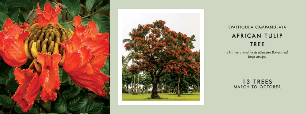 Explore the List of 20+ Tree Names to Explore at Rustomjee Crown