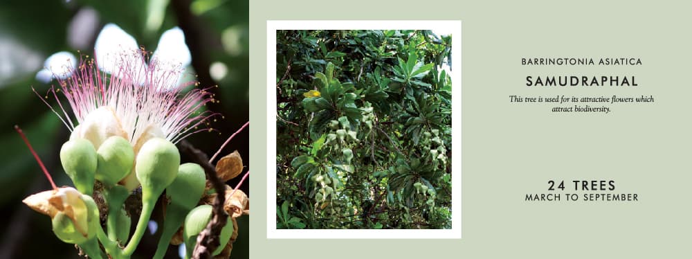 10+ Examples of Shrubs at Rustomjee Crown